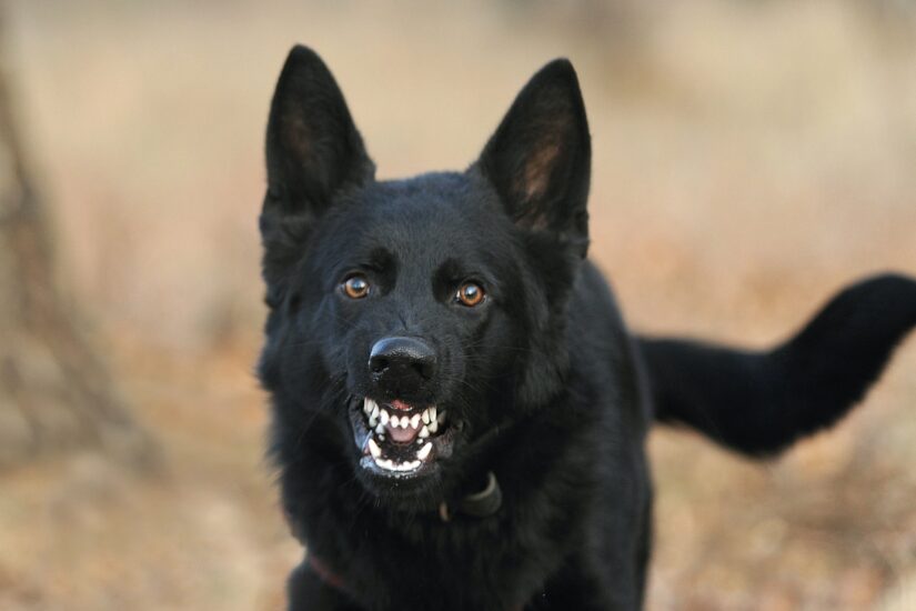 Picture Of Aggressive Dog