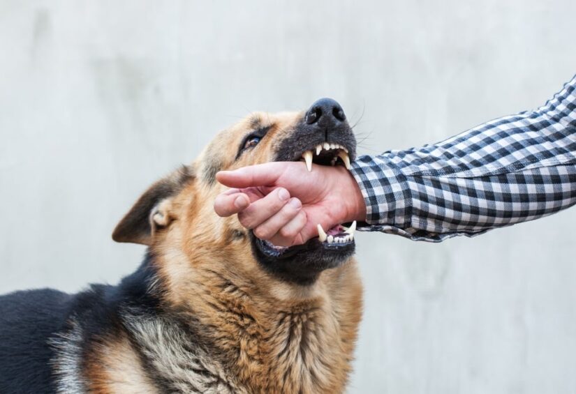 Dog biting mans arm